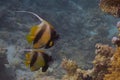 Red Sea Bannerfish Heniochus intermedius in the Red Sea Royalty Free Stock Photo