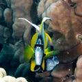 Red sea bannerfish