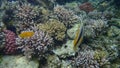 Red Sea bannerfish Heniochus intermedius and Sulphur Damsel Pomacentrus sulfureus undersea