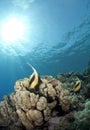 Red Sea bannerfish on a tropical coral reef. Royalty Free Stock Photo