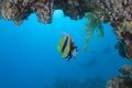 Red Sea bannerfish under an overhang