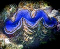 Red Sea blue giant close up portrait Royalty Free Stock Photo