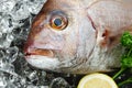 Red sea bream Royalty Free Stock Photo