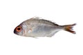 Red sea bream fish isolated on white Royalty Free Stock Photo
