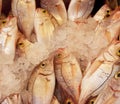 Red sea bream in the ice Royalty Free Stock Photo