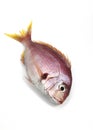 Red Sea Bream, pagellus bogaraveo, Fresh Fish against White Background