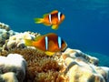 Red sea clown fish Nemo. (Amphiprioninae). Royalty Free Stock Photo