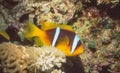 Two-Banded Anemonefish Royalty Free Stock Photo