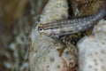 Red Sea combtooth blenny Royalty Free Stock Photo