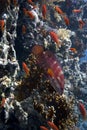 Red Sea coral grouper