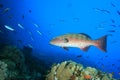 Red Sea Coral Grouper Royalty Free Stock Photo