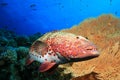 Red Sea Coral Grouper Royalty Free Stock Photo