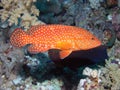 Red Sea Coral Grouper Cephalopholis miniata