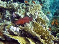 Red sea coral grouper and flock of Blue Eye Lyretail Anthias 1380