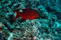 Red sea coral grouper (plecropomus pessuliferus) Royalty Free Stock Photo