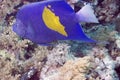 Red sea coral grouper (plecropomus pessuliferus) Royalty Free Stock Photo