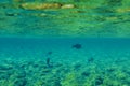 Red sea coral reef with beautiful colorful fish