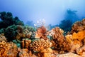 Red Sea Coral Reef and Lionfish with Scuba Diver Royalty Free Stock Photo