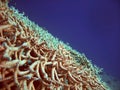 Red sea corals