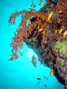 Red Sea corals