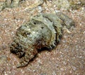 Red Sea Cuttlefish