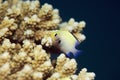 Red sea dascyllus (dascyllus marginatus) Royalty Free Stock Photo