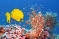 Red Sea Egypt. Beautiful coral reef scene with Fire Coral ,couple of yellow masked butterfly fish and red anthias Royalty Free Stock Photo