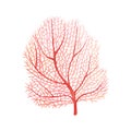 Red sea fan coral. Watercolor illustration isolated on white background Royalty Free Stock Photo