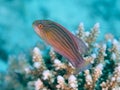 Red sea flasher wrasse