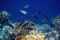 Red sea fusilier (caesio suevica) Royalty Free Stock Photo