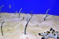 Red sea Garden-eels