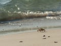 Red Sea ghost crab on the beach Royalty Free Stock Photo