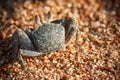 Red Sea ghost crab, Ocypode saratan Royalty Free Stock Photo