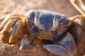 Red Sea ghost crab, Ocypode saratan Royalty Free Stock Photo