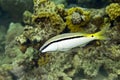 Red sea goatfish (parpeneus forsskali)