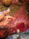 Red sea jelly