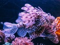 Red Sea lion fish