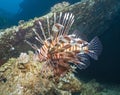Red Sea lionfish swimming over underwater shipwreck