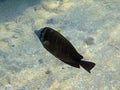 Sailfin tang on sand shoal 1427