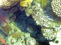 Porcupinefish in a coral reef cave 2658