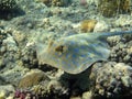 Biuespotted stingray on corals, close up 2720