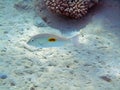 Blackspot emperor at coral reef 0494 Royalty Free Stock Photo