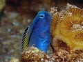 Red Sea Mimic Blenny Ecsenius gravieri Royalty Free Stock Photo