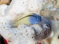 Red Sea mimic blenny Royalty Free Stock Photo