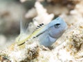 Red Sea mimic blenny Royalty Free Stock Photo