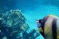 Red sea pennant fish in the Red Sea large