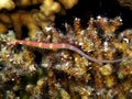 Red Sea Pipefish Corythoichthys sp