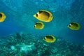 Red Sea Raccoon Butterflyfish Royalty Free Stock Photo