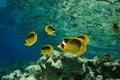 Red Sea Raccoon Butterflyfish Royalty Free Stock Photo