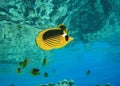Red Sea Raccoon Butterflyfish Royalty Free Stock Photo